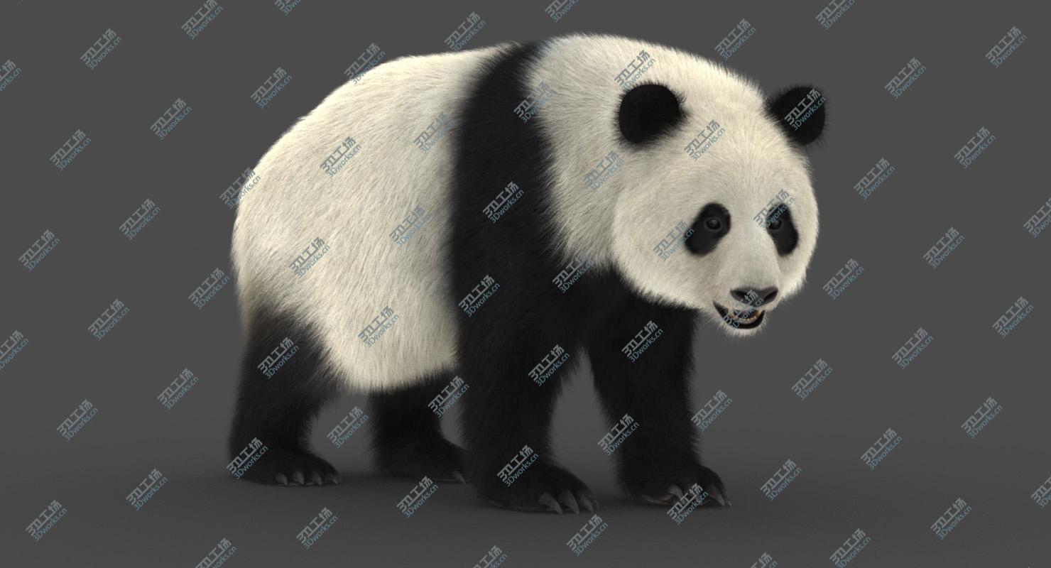 images/goods_img/20210114/Giant Panda (2) (Rig) (Fur) 3D model/1.jpg